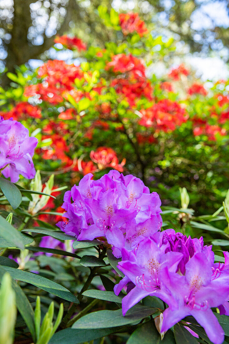 Rhododendron, lila