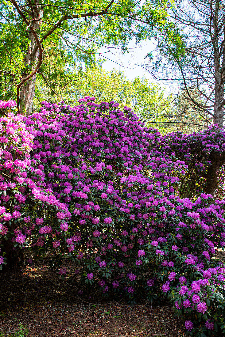 Rhododendron im Park