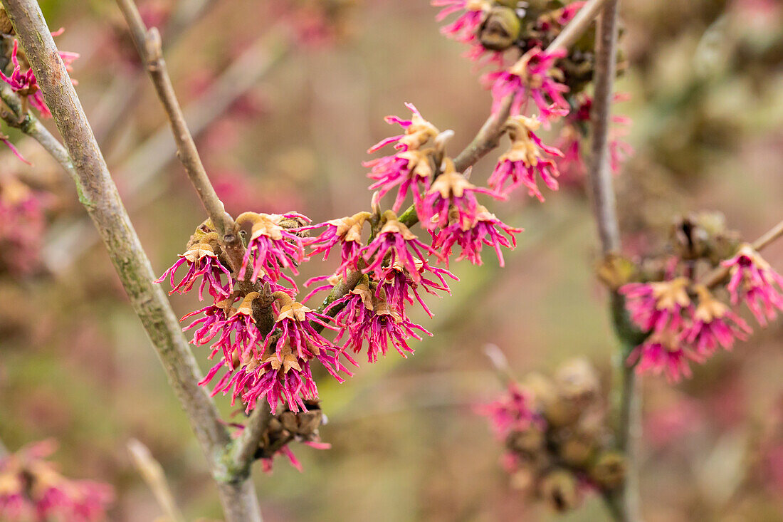 Hamamelis vernalis 'Amethyst'