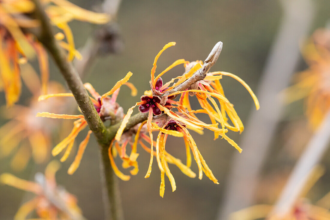 Hamamelis x intermedia 'Aurora'