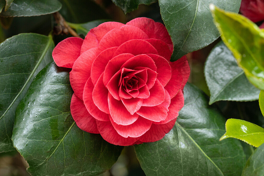 Camellia japonica, rot