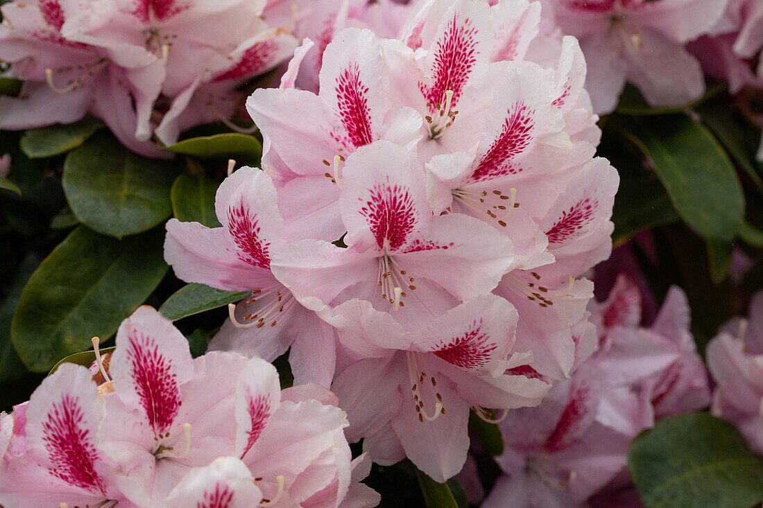 Rhododendron 'Furnivall´s Daughter'