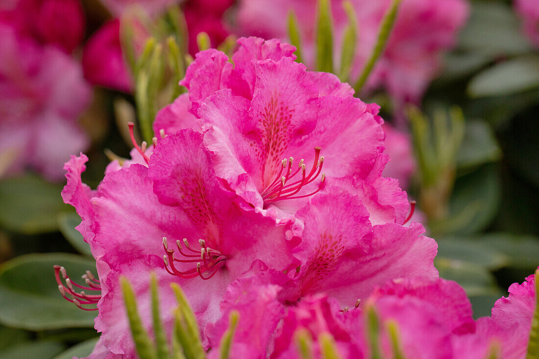 Rhododendron, rosarot