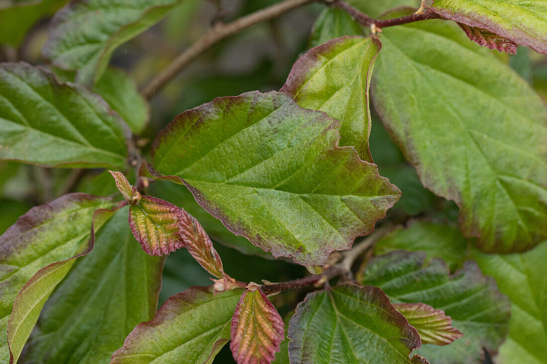 Parrotia persica 'Bella'