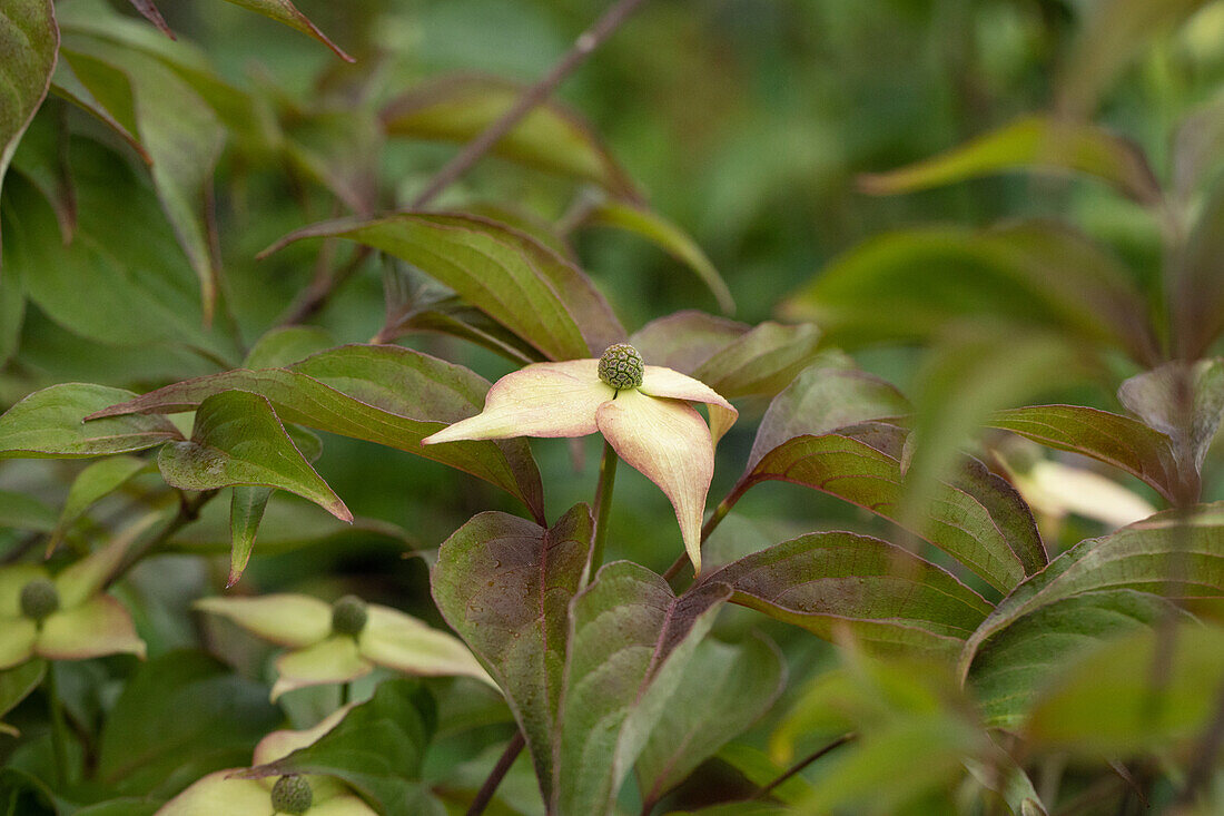 Cornus kousa 'Cappuccino'®