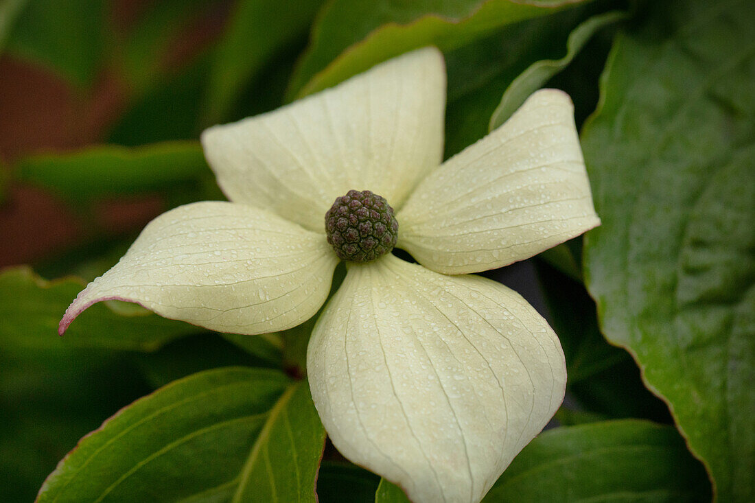 Cornus kousa chinensis 'Claudia'