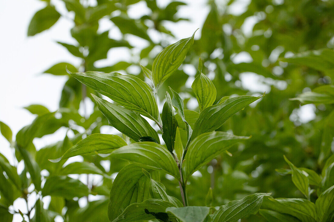 Cornus mas 'Jolico'