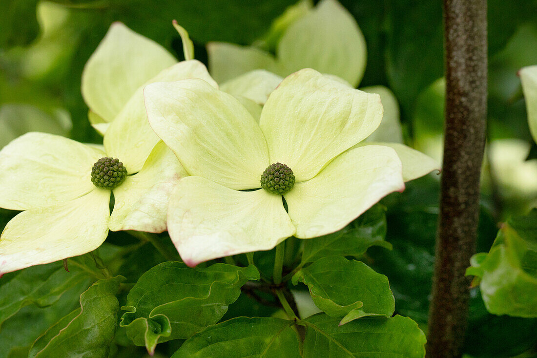 Cornus kousa 'Venus'®