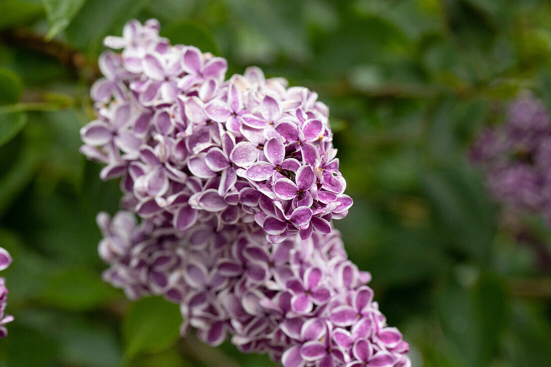 Syringa vulgaris 'Sensation'