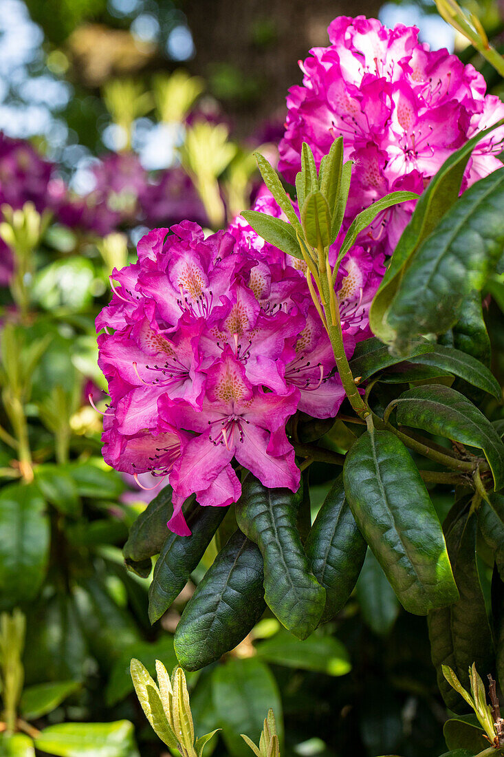 Rhododendron 'Charles Noble'