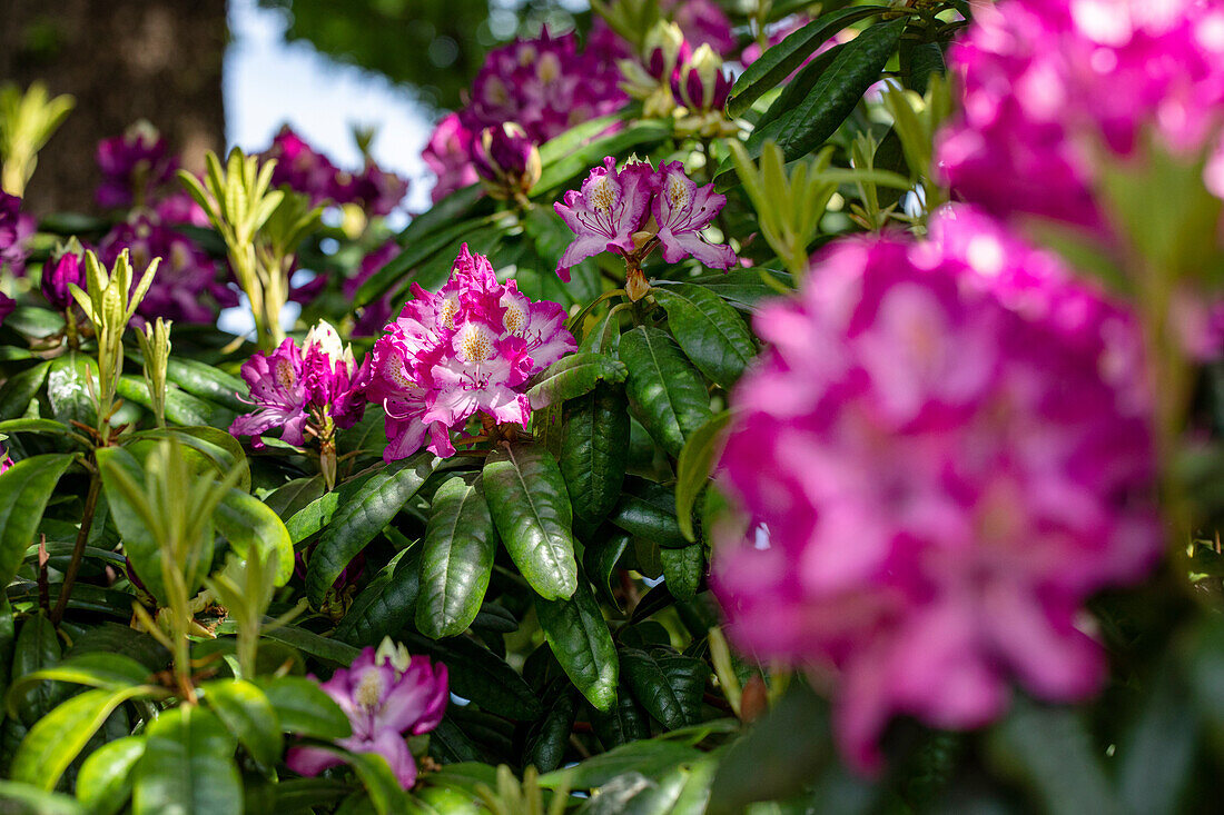 Rhododendron 'Charles Noble'