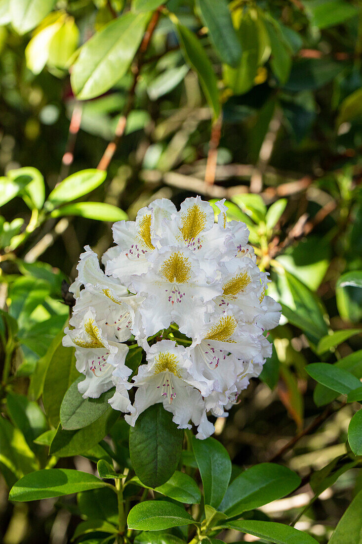 Rhododendron 'Madame Carvalho'