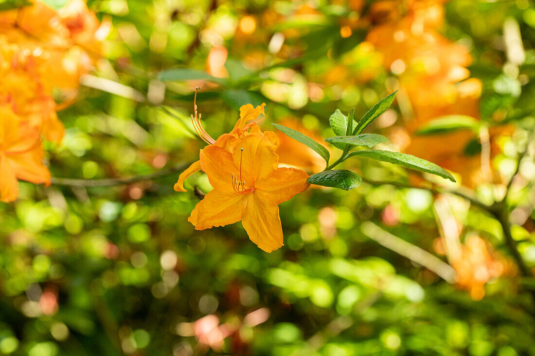 Rhododendron luteum 'Fireglow'