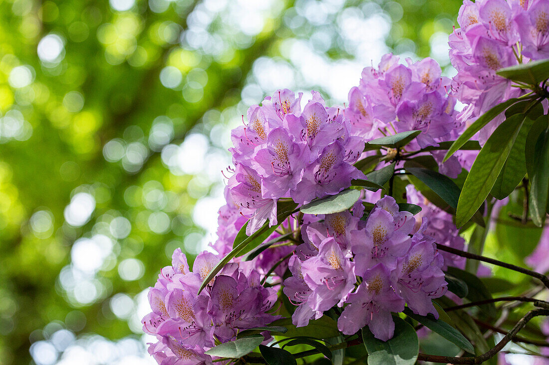 Rhododendron catawbiense 'Compactum'