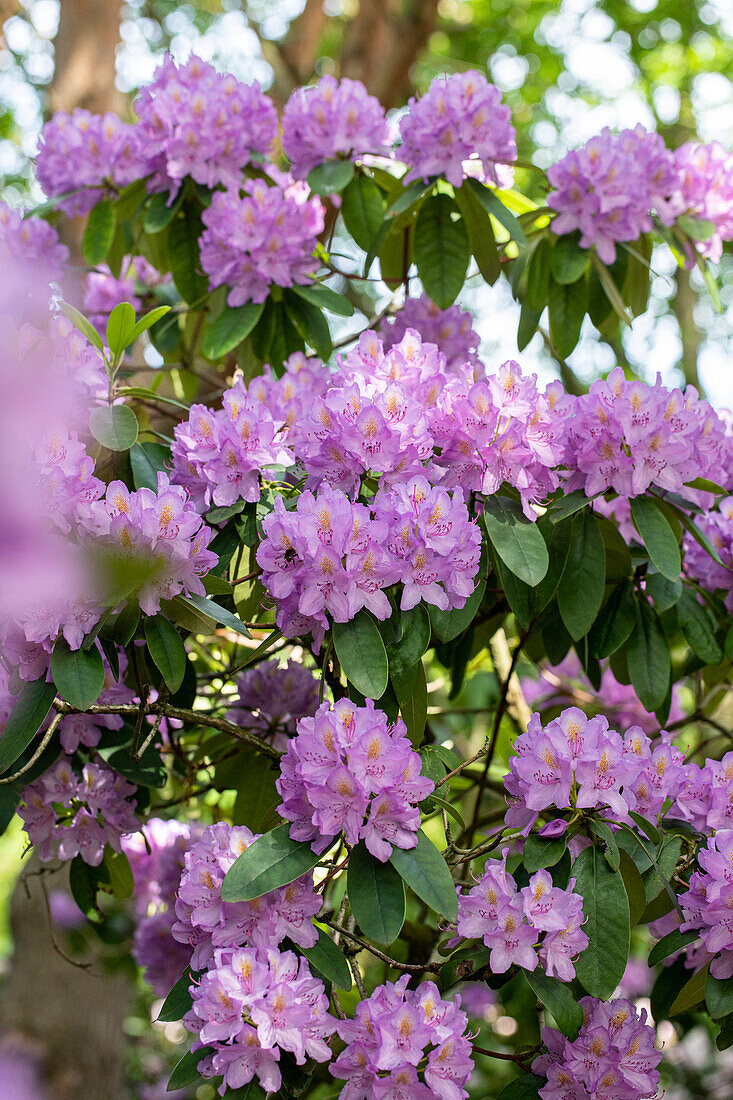 Rhododendron catawbiense 'Compactum'