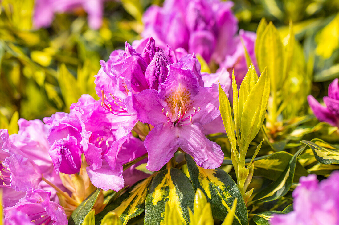 Rhododendron 'Goldflimmer'