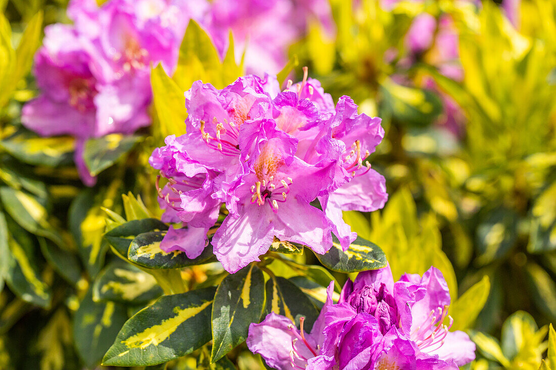 Rhododendron 'Goldflimmer'