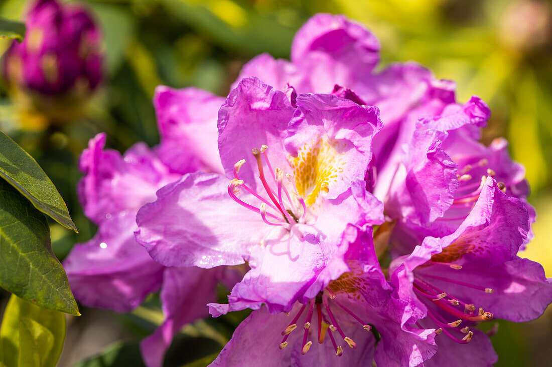 Rhododendron 'Goldflimmer'