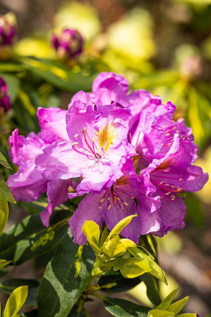 Rhododendron 'Goldflimmer'