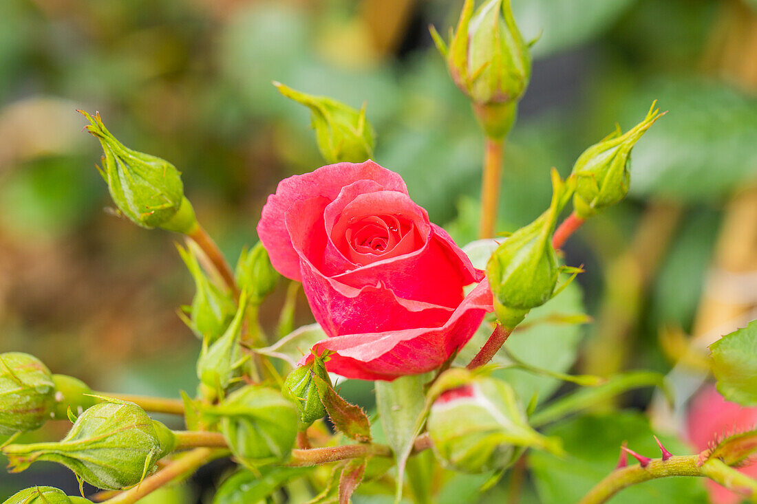 Shrub rose, red