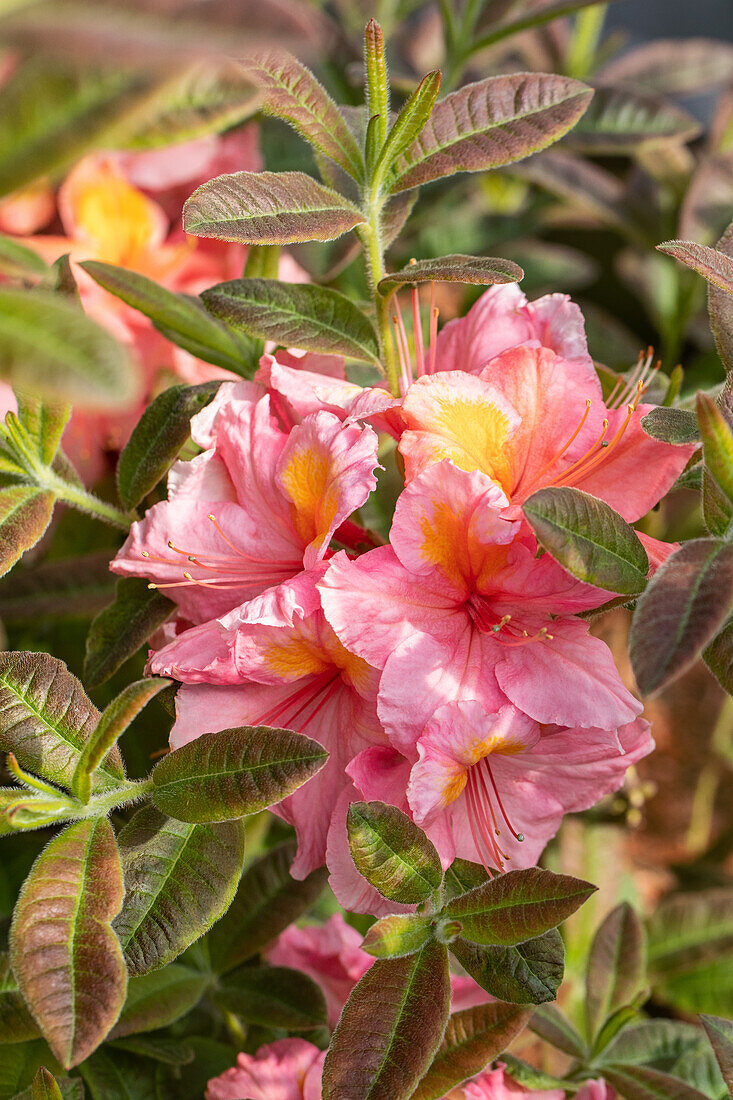 Rhododendron luteum 'Coccinea Speciosa'