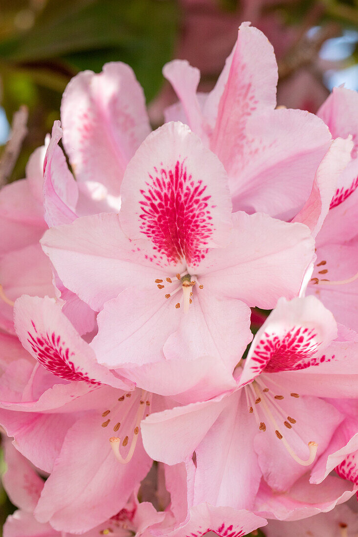 Rhododendron 'Furnivall's Daughter'