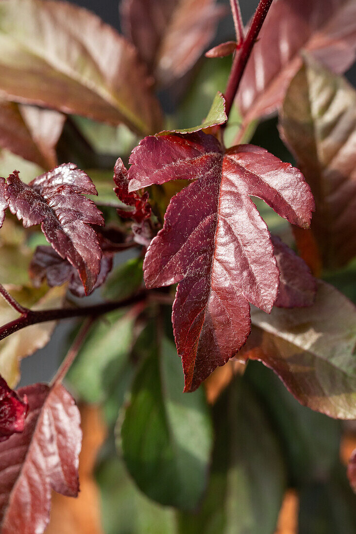 Malus sargentii 'Scarlett'