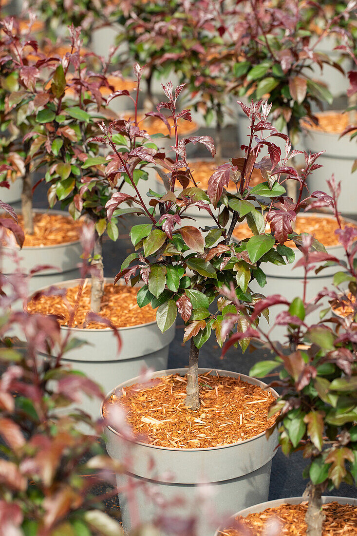 Malus sargentii 'Scarlett'