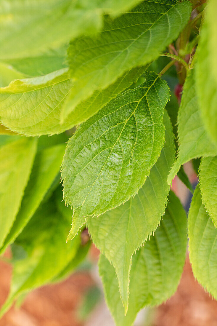 Prunus serrulata 'Amanogawa'