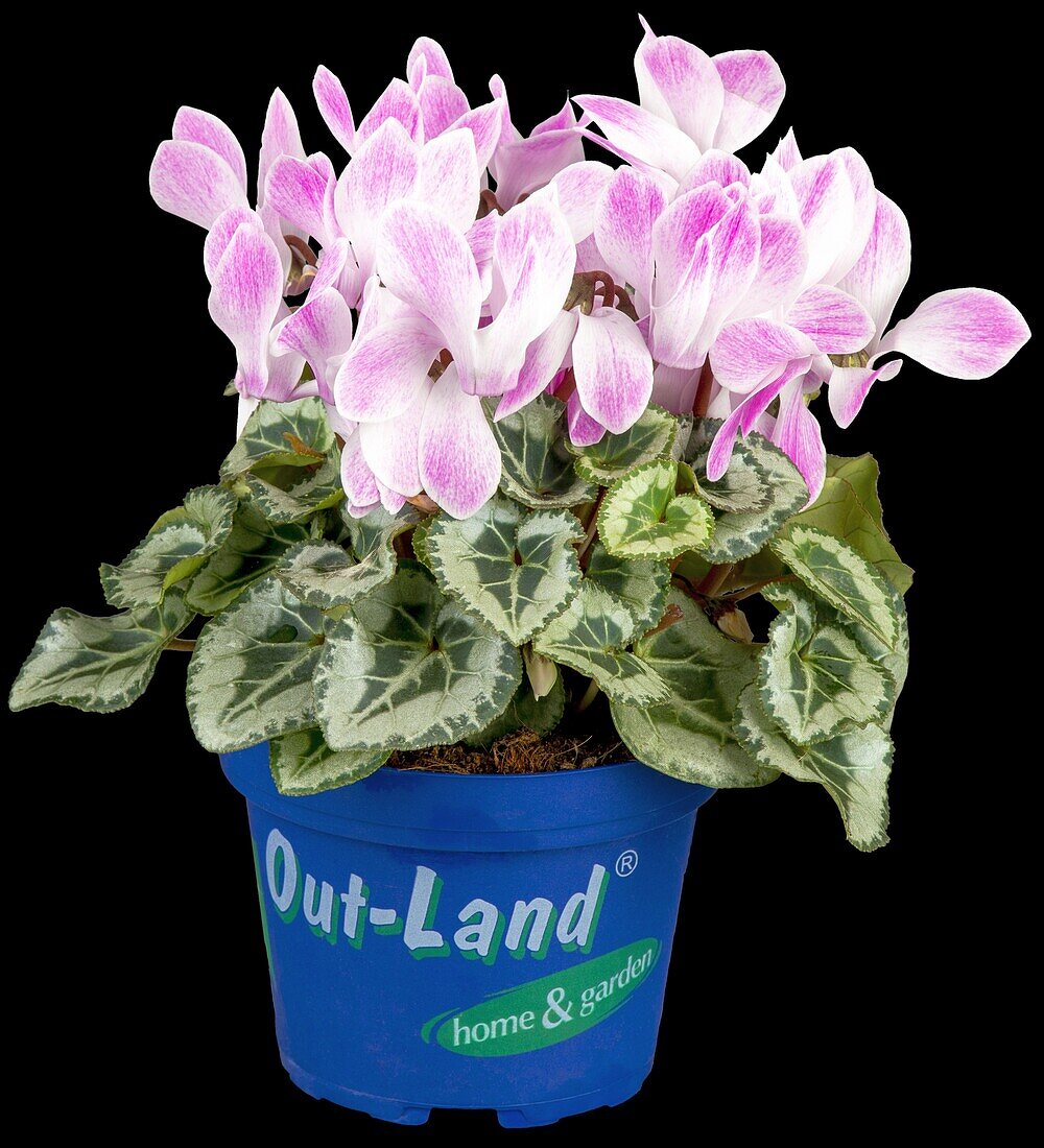 Cyclamen persicum 'Out-Land'®