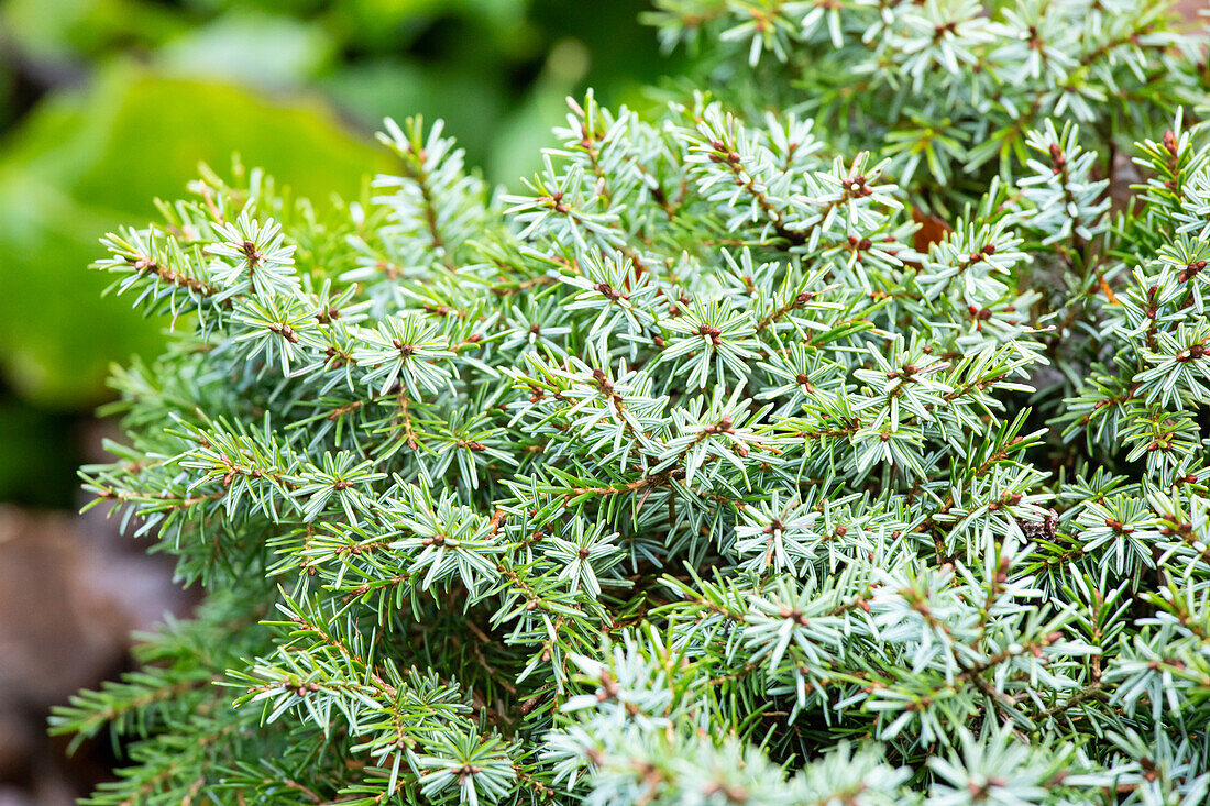 Picea omorika 'Nana'