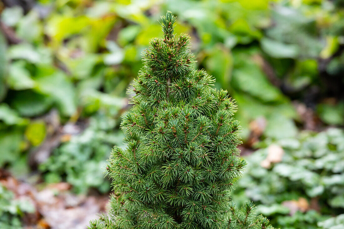 Picea glauca 'Conica'