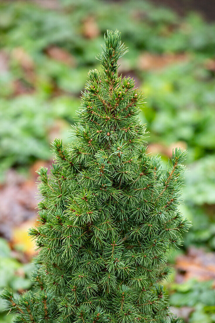 Picea glauca 'Blue Wonder'(s)