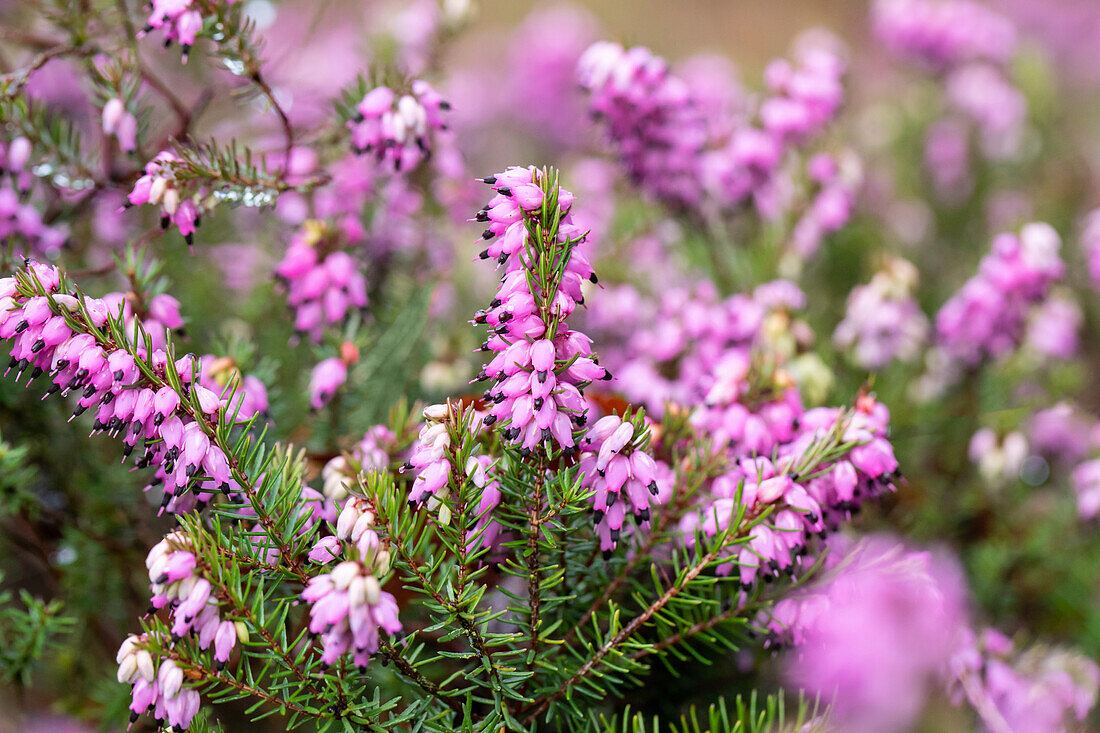 Erica carnea 'Thomas Kingscote'