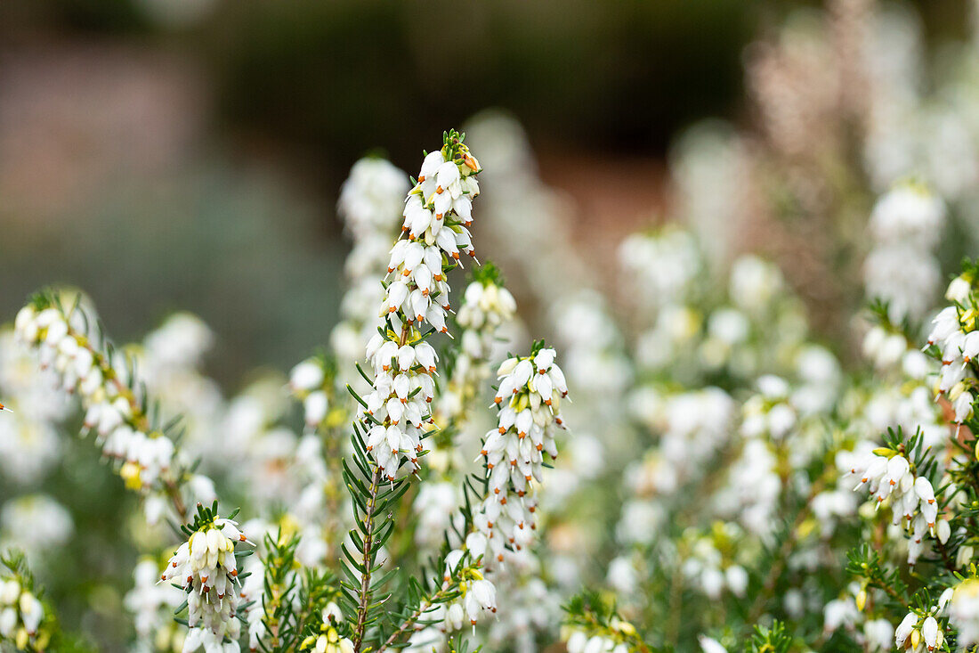 Erica darleyensis 'White Perfection'