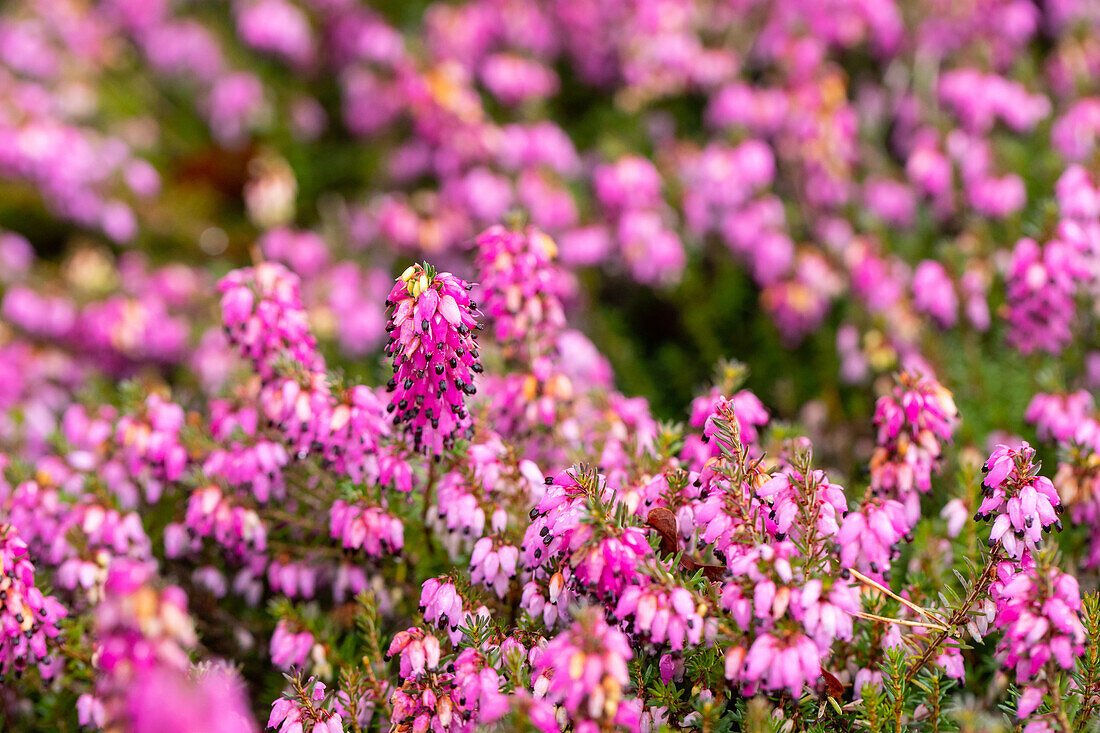 Erica carnea 'Lohses Rubin'