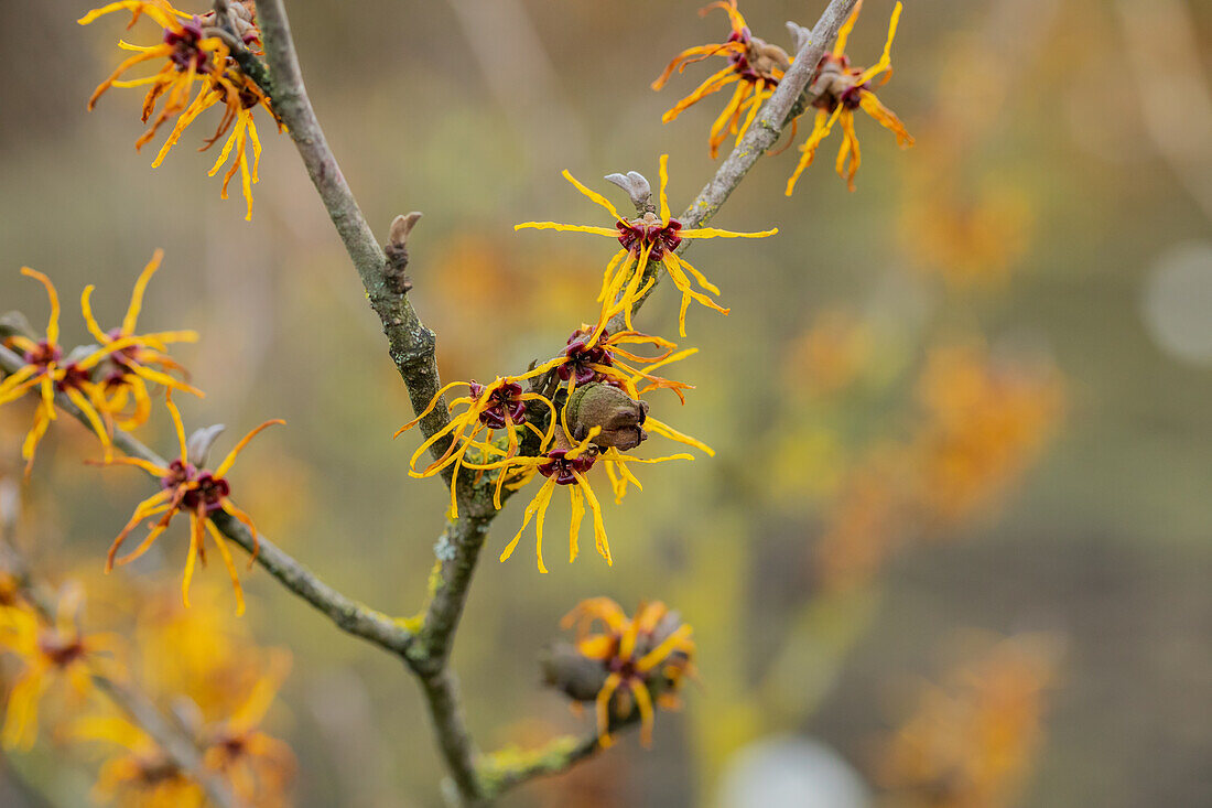 Hamamelis x intermedia 'Allgold'