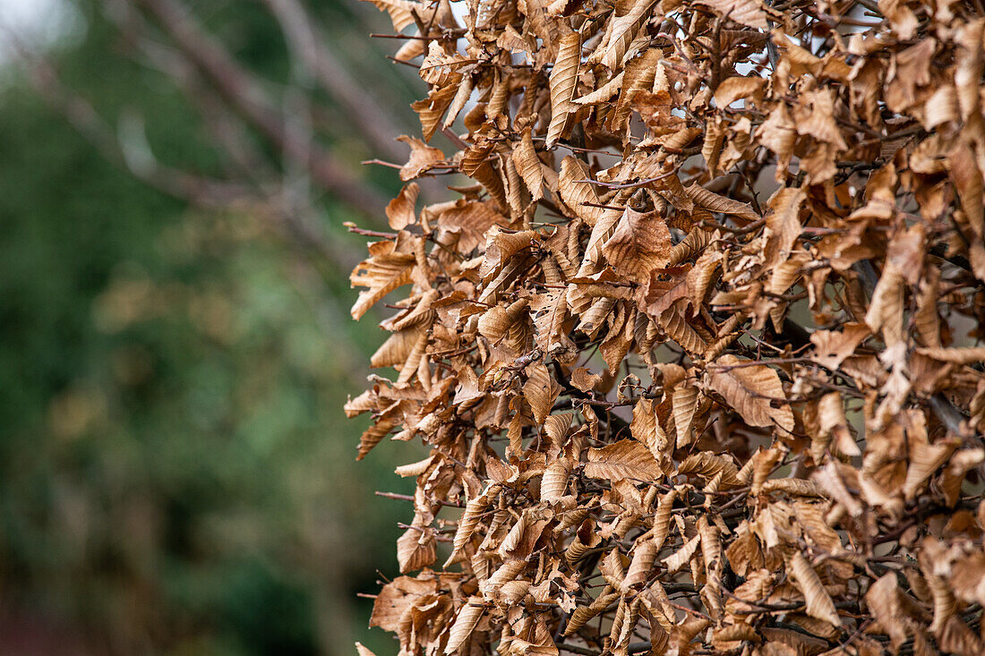 Hornbeam hedge in winter