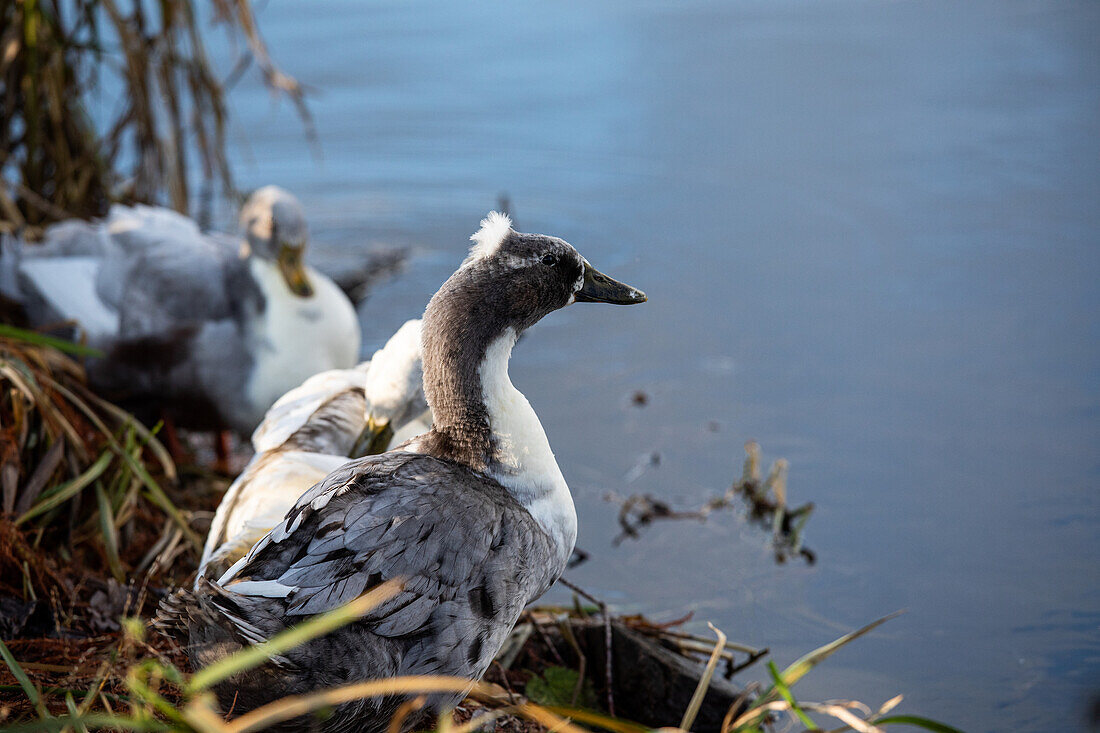 Duck at the water