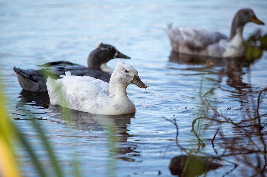 Duck at the water