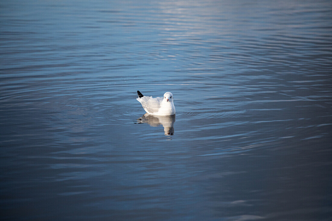 Seagull in the water