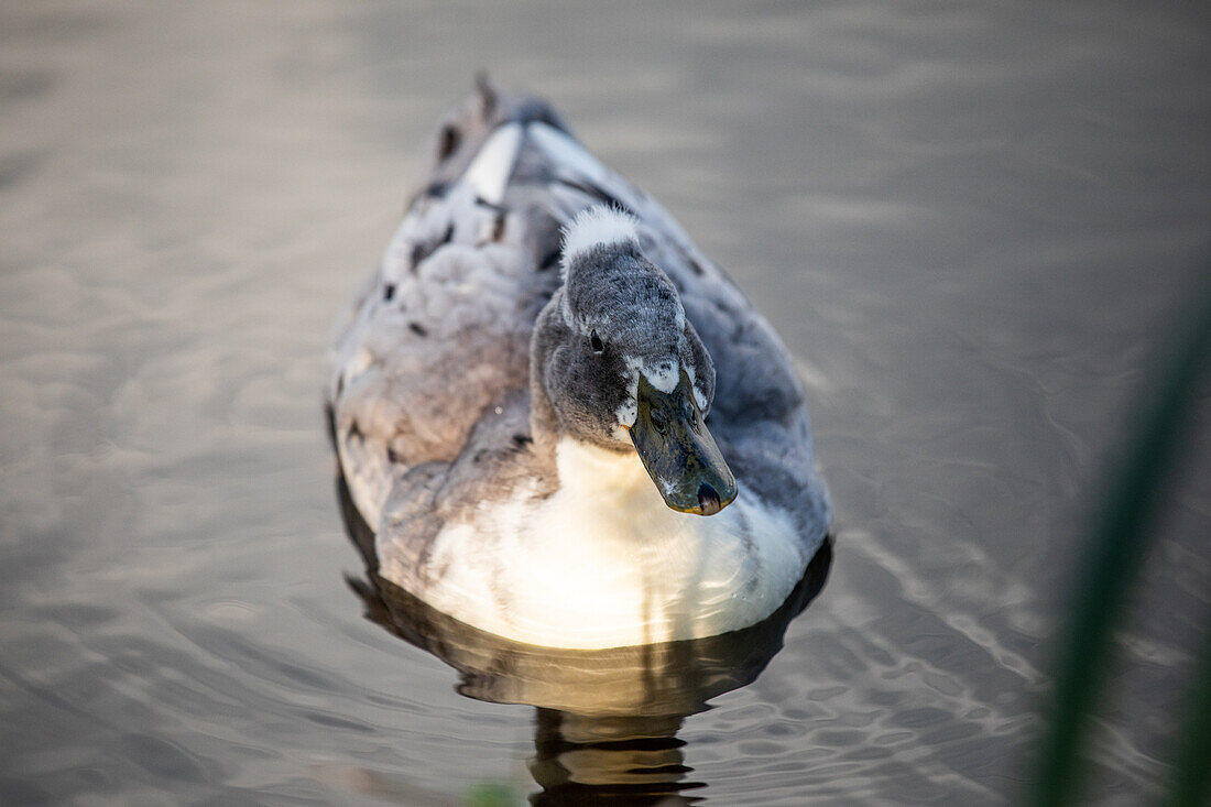 Duck in the water