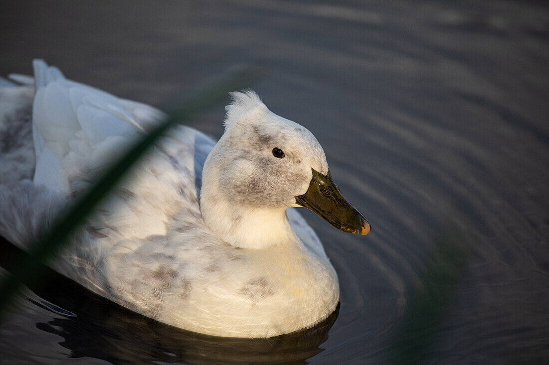 Ente im Wasser