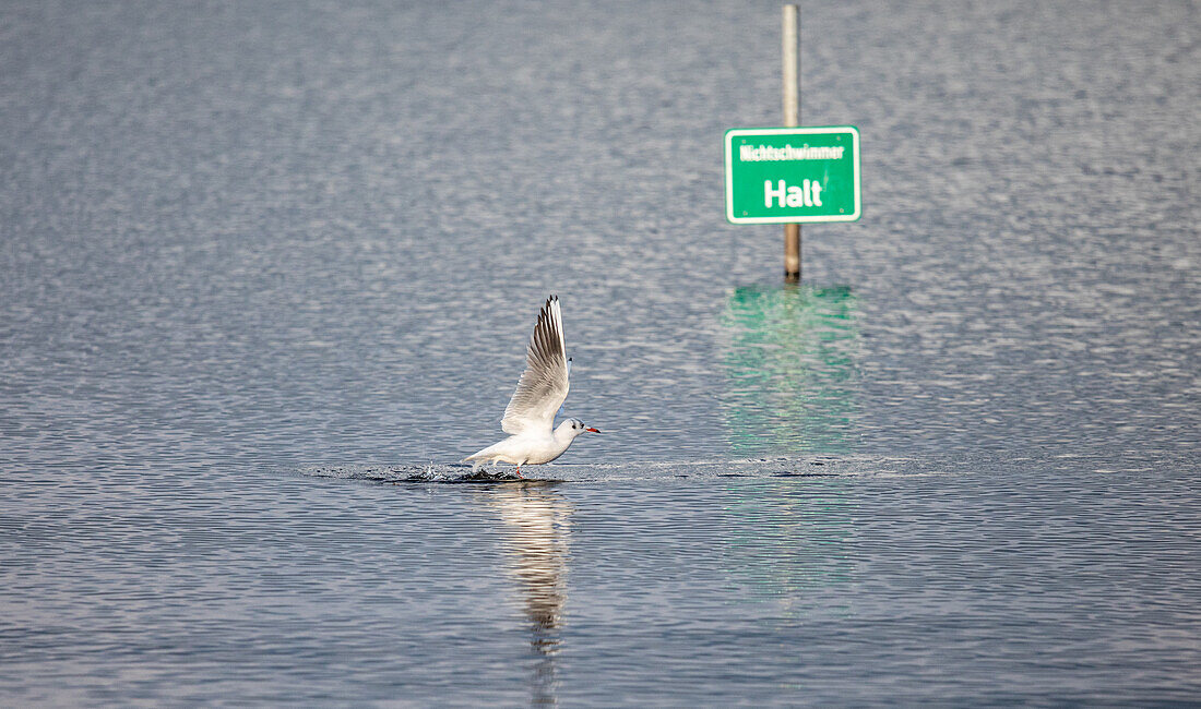 Möwe im Wasser