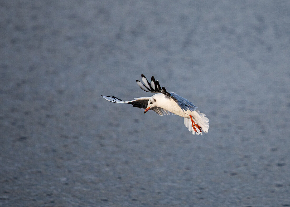 Fliegende Möwe