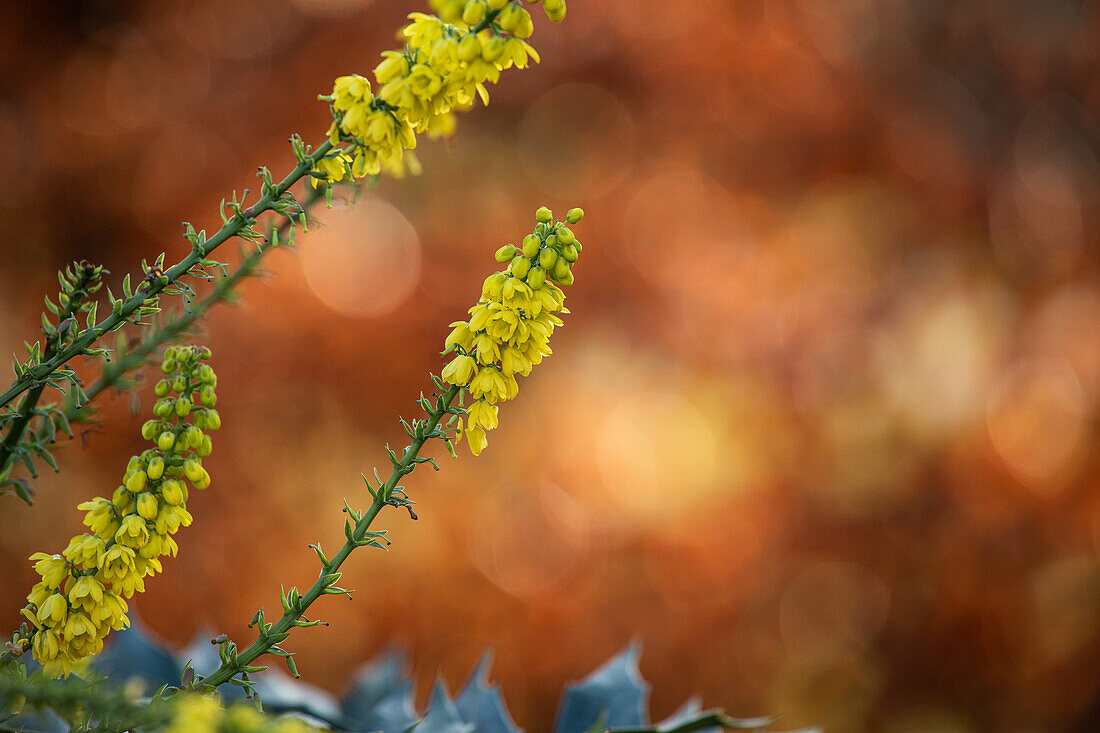 Mahonia media 'Winter Sun'