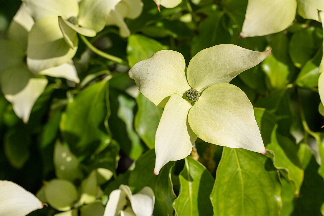 Cornus kousa chinensis 'Butterfly'