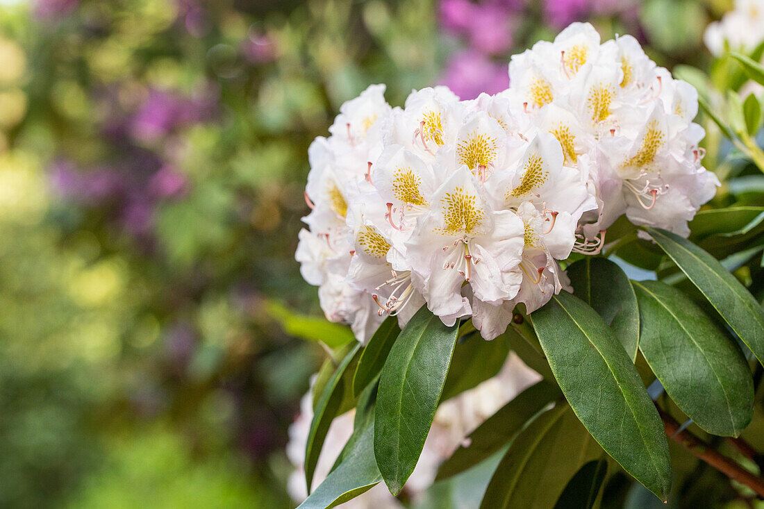 Rhododendron 'Memoir'