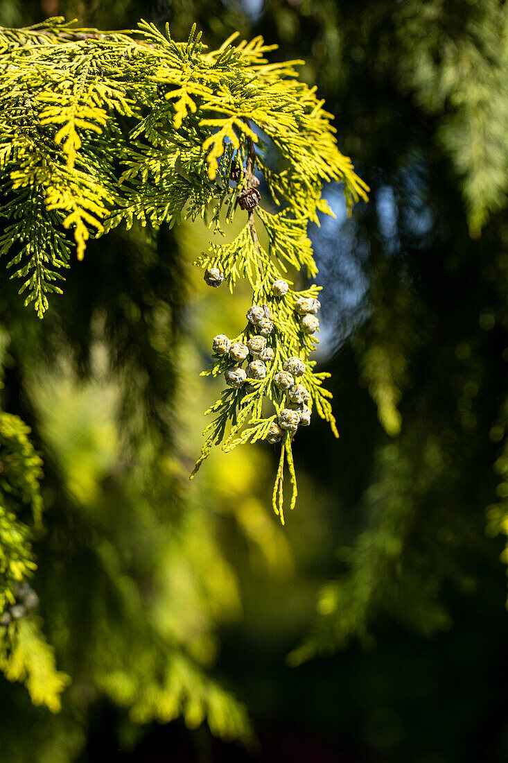 Thuja occidentalis