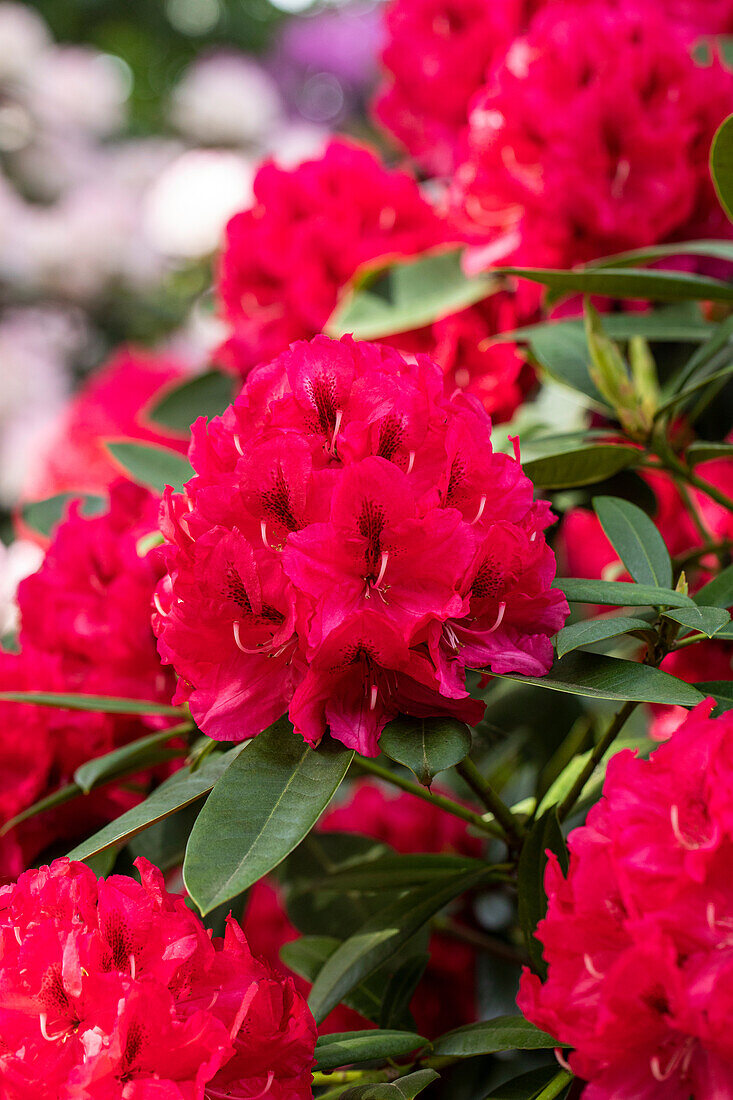 Rhododendron insigne 'Marianne von Weizsäcker'